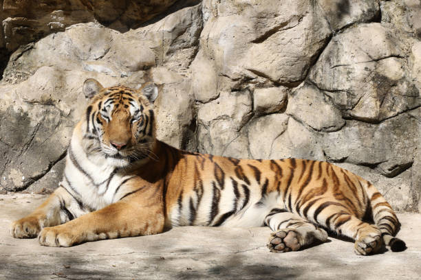 istock Close up Indochinese tiger is rest 2151725986