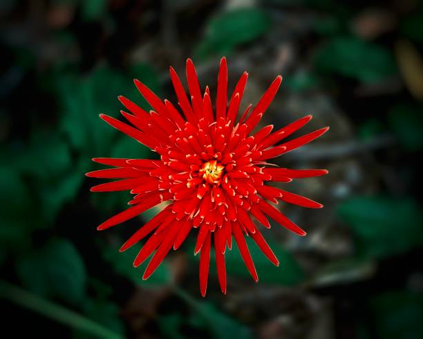 Flowers in the Nature around US