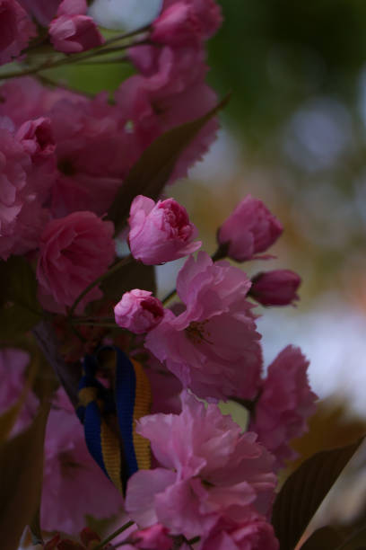 Ukrainian flag in sakura pink flowers