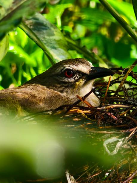 istock bird in the nest protecting eggs 2151727154