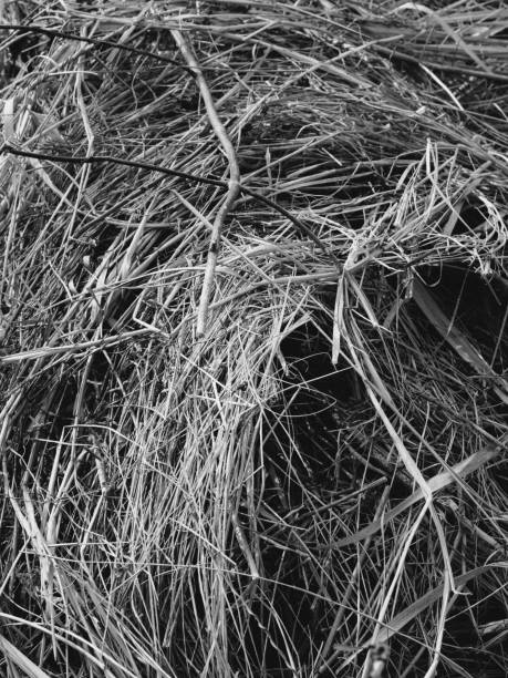 istock dry plant detail 2151728185