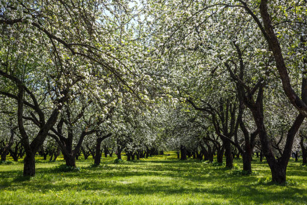 istock alley with blooming apple trees 2151728596