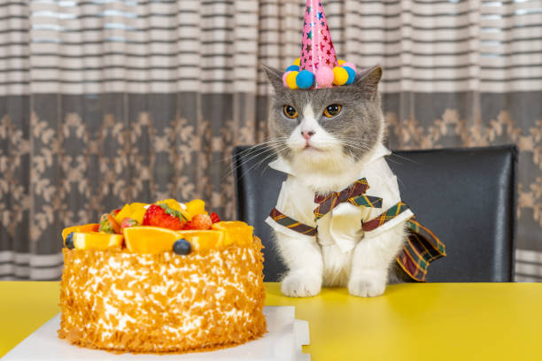 istock cute british shorthair cat celebrating her birthday horizontal composition 2151728957