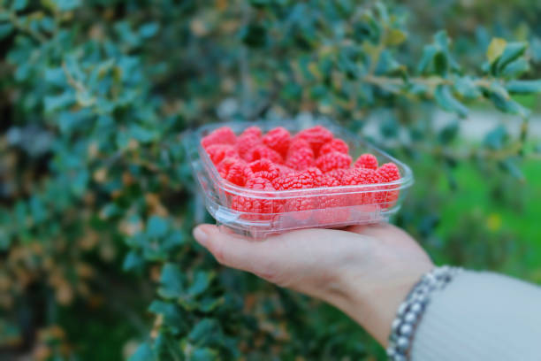 Transparent plastic box with raspberries in women's hands in nature