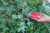 Transparent plastic box with raspberries in women's hands in nature