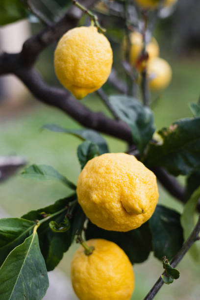 Ripe juicy lemon and lime fruits on a branch of a fruit tree in a garden in Italy