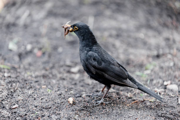 istock A blackbird on a fresh bed removes worms from loose soil - 2151729772