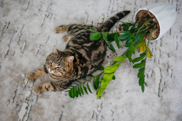 istock The cat overturned a pot with a flower on the floor. 2151730382