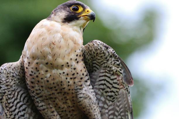 Peregrine Falcon wings