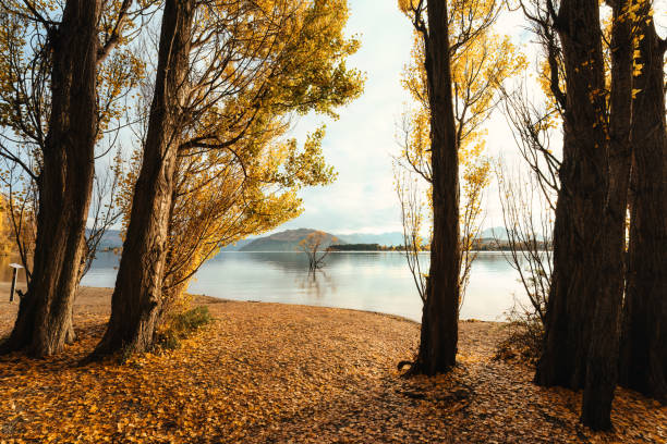 Beautiful Wanaka tree or Willow tree between golden pine forest at Lake Wanaka, New Zealand