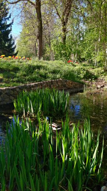 istock A duck in the pond 2151732875