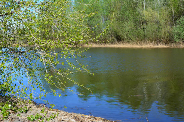 a lake with a tree and a forest on background