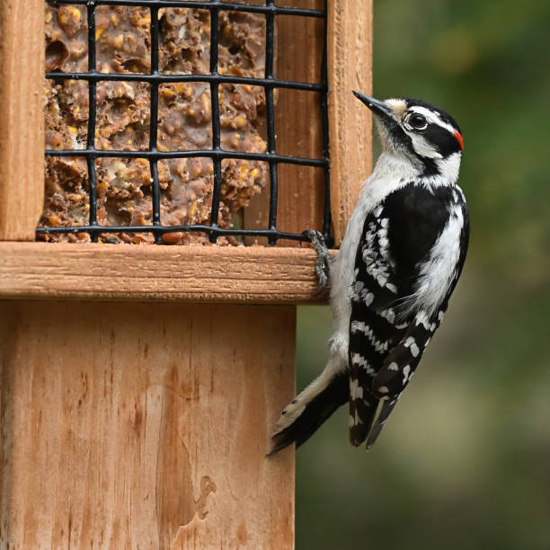 Male downy woodpecker at a bird feeder in a Connecticut yard, distinguished from the female by his red nape
