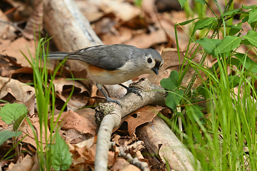 It's interesting to see a bird adapted to life in the trees, like this tufted titmouse, foraging on the ground, and coming nearly to the photographer's feet because it knows him