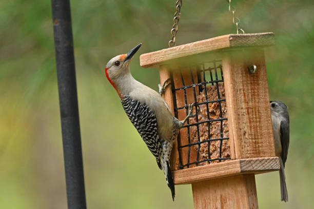 istock Red-bellied woodpecker at bird feeder 2151733656