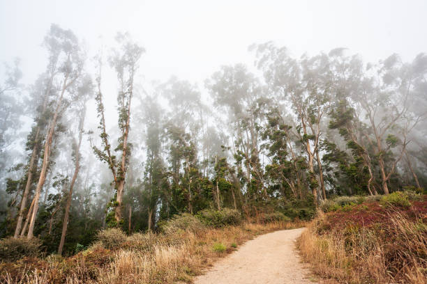 Eucalyptus forest near San Francisco