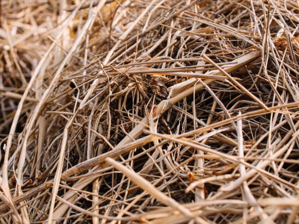 istock dry plant detail 2151735965