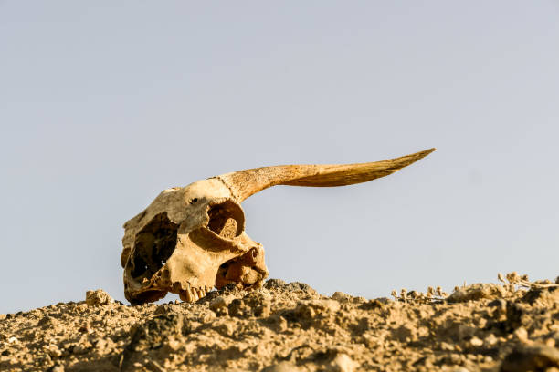 istock Dry Goat Skull Bone, Goat Skull background in the desert 2151736460