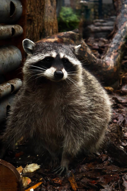 istock Raccoon eats something at the zoo 2151737154