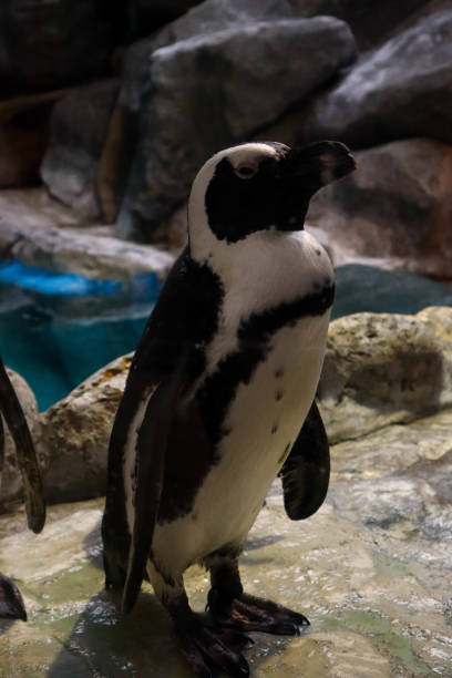 istock The Magellanic penguin in zoo. 2151737197