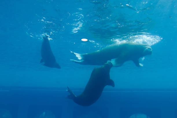 sea lion returns to sea after losing fight with mature sea lion on the beach in the catlins, New Zealand