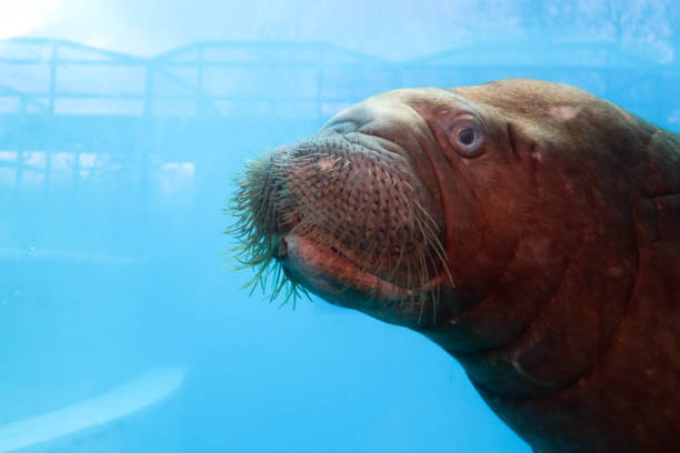 Portrait of a male southern sea lion (Otaria flavescens) in an austrian zoo