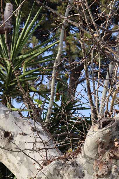 istock Parrot on a tree. Green parrot in the wild. 2151737567