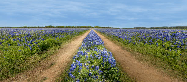 istock Panoramic view over a meadow with blue bonnets and a dirt road through the wildflowers 2151738405