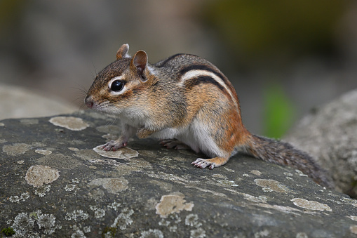 Eastern chipmunk portrait on a lichen-covered rock in a Connecticut stone wall. Chipmunks love the rocky New England landscape and use stone walls as pathways, diving into a crevice at the first hint of danger.
