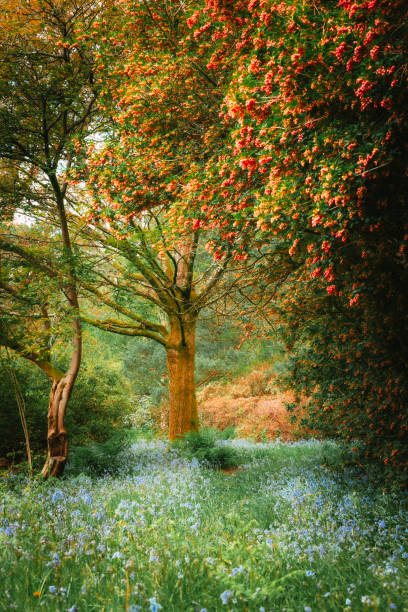 A tranquil rural scene with fresh bluebells growing in a wooden glade in the British countryside.