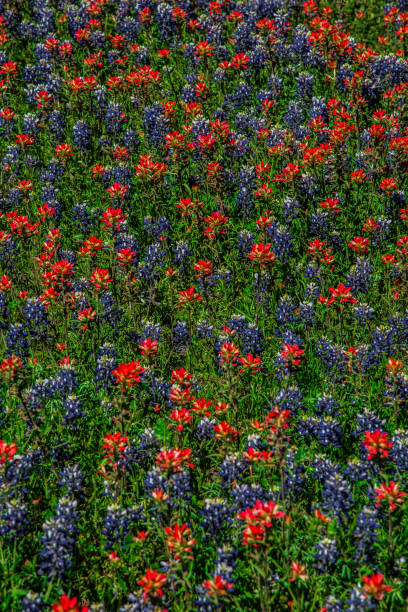 istock Field of spring  wildflowers in bloom. 2151740854