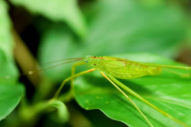 A close-up of a vibrant green katydid, showcasing its detailed texture and patterns.  Wulai District, New Taipei City.