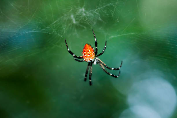 A close-up of an unidentified spider with striking red, white and black patterns on its body. Intricate details are visible. Wulai City, New Taipei City.