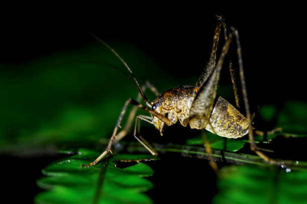 There is a katydid larva on a green leaf at night. Macro photography of amphibians. Wulai, New Taipei City.