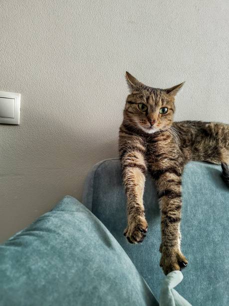 istock A domestic cat lying on a couch 2151742106