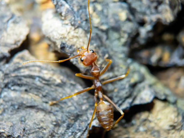 istock Close up weaver ant head. 2151743755