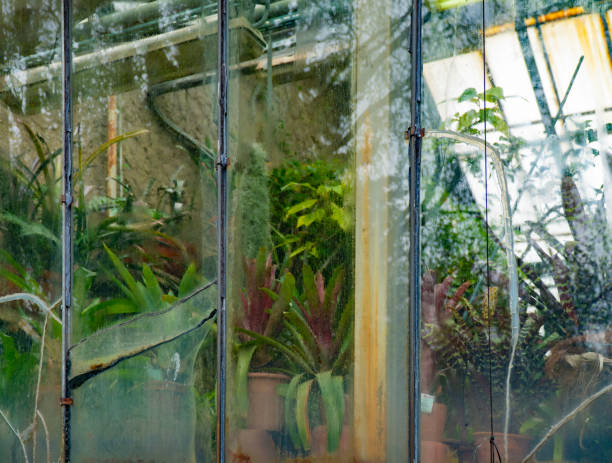 Detailed photo of an old greenhouse with rusty frame and broken glass, reclaimed by nature and covered with moss, representing decay, nostalgia and natural reclamation