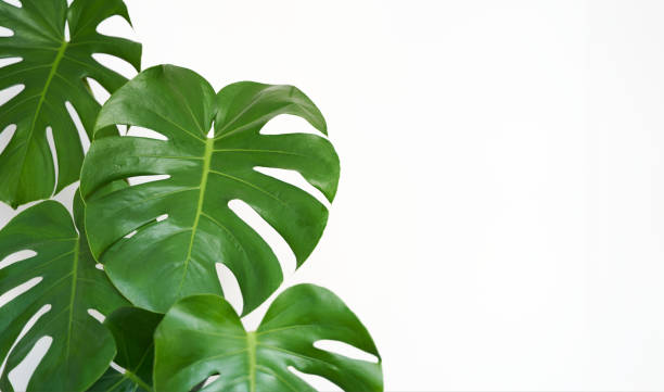 Monstera deliciosa leaves over white background