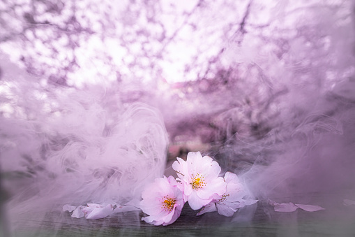 Cherry tree flowers with magic looking light pink smoke