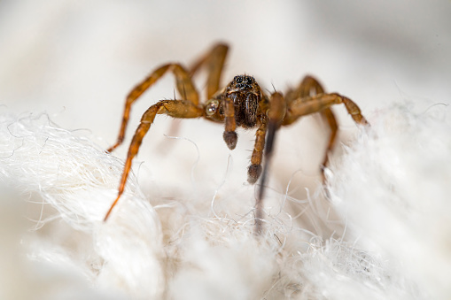 Macro closeup of a house spider on a white fluffy rug