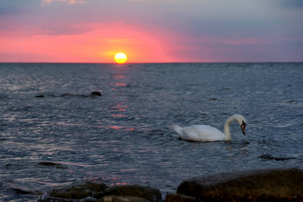 A white swan swims in the water in a sea at sunset, with sun