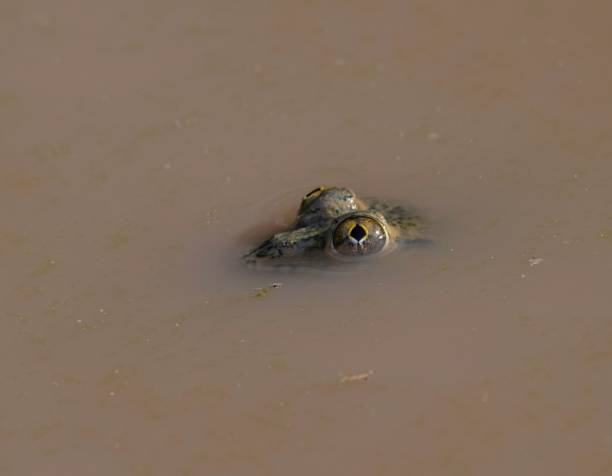 istock frog in dirty water 2151747760