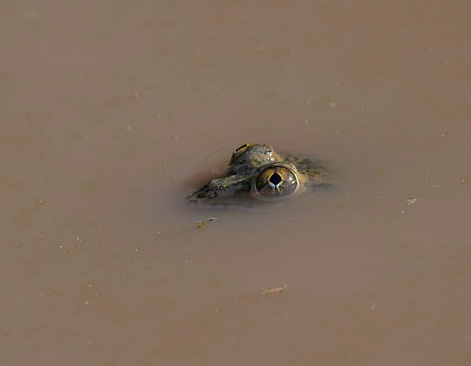 head of a frog hidden in dirty water close up