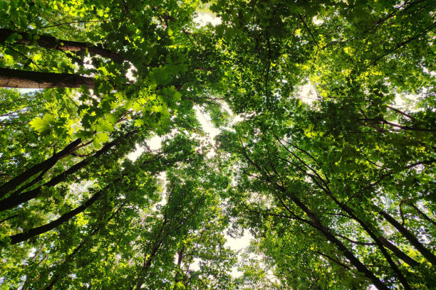 Tree tops viewed from below. Green Forest. Tree with green leaves and sunlight.