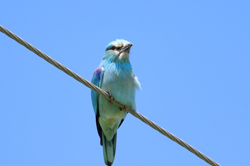 Spring is in full swing, and all plants, animals and insects are in maximum activity. Migratory birds have arrived from southern wintering grounds. European roller, with its striking appearance - vibrant blue plumage on their upperparts, with hints of turquoise and lilac, and its underparts of a warm cinnamon-buff color - is a distinctive appearance
