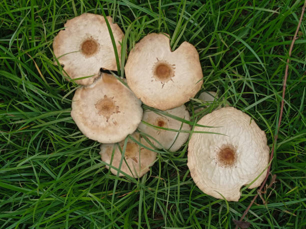 Chlorophyllum molybdites commonly known as the green-spored parasol, false parasol, green-spored lepiota and vomiter, is a widespread mushroom. Poisonous and producing severe gastrointestinal symptoms of vomiting and diarrhea, it is commonly confused with the shaggy parasol (Chlorophyllum rhacodes) or shaggy mane (Coprinus comatus), and is the most commonly misidentified poisonous mushroom in North America. Its large size and similarity to the edible parasol mushroom (Macrolepiota procera), as well as its habit of growing in areas near human habitation, are reasons cited for this. un grupo de hongos silvestres de falsa sombrilla en el patio rodeado por el césped. chlorophyllum molibditas. champiñón de sombrilla. macrolepiota procera. sombrilla verde con esporas. seta de falsa sombrilla. hongo lepiota de esporas verdes. hongo muy