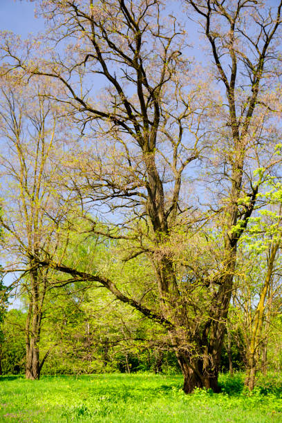 Spring in the old park. Tall trees and young foliage. May. Vertical shot.
