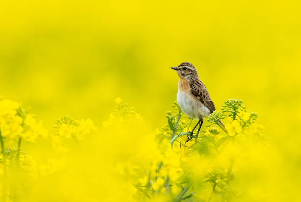 Female whinchat (Saxicola rubetra) perching on a flowering rapeseed field.