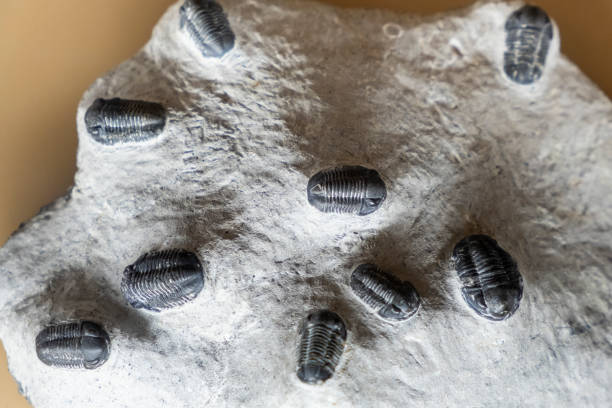 fossil of trilobite on white, isolated