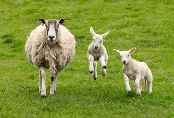 istock Mother sheep with her two happy, jumping lambs in Springtime.  Facing forward in lush green pasture.  Yorkshire Wolds. 2151751283